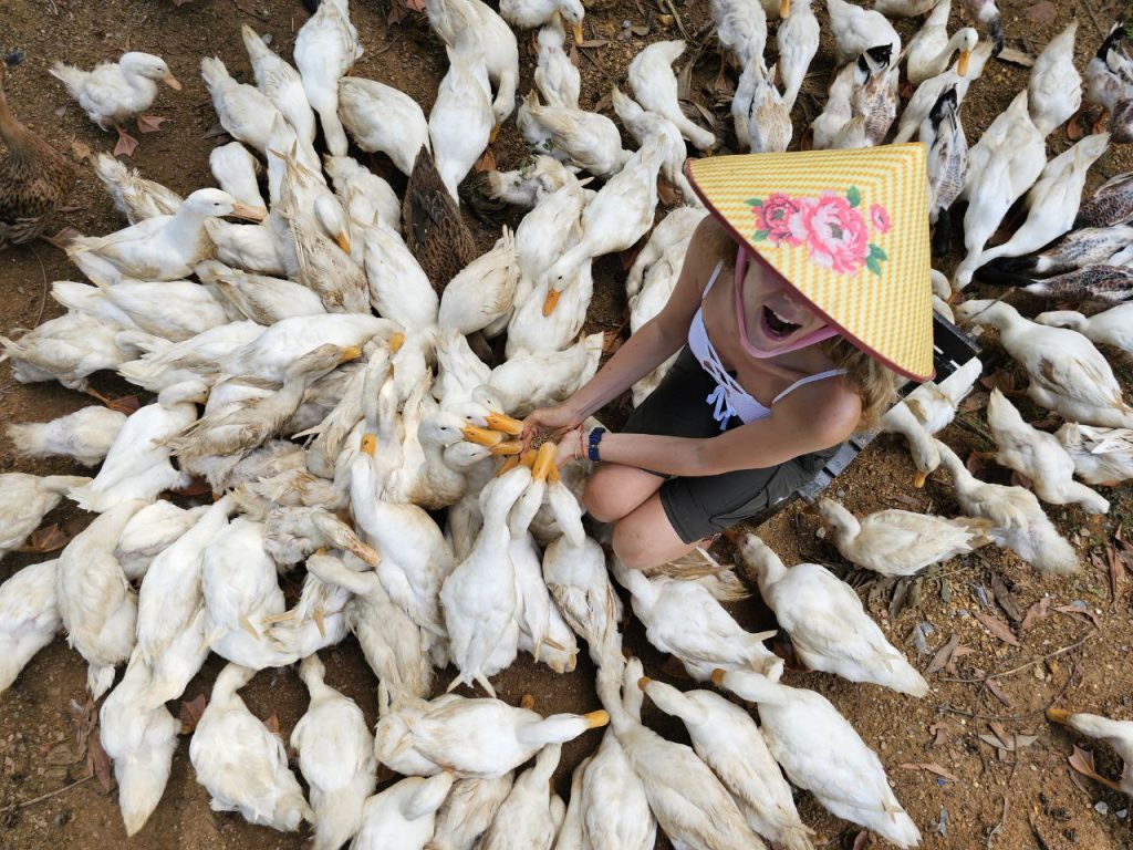 duck phongnha letfind.me
