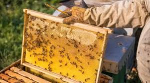 Beekeeper in gloves lifting a bee-filled honeycomb frame from a hive outdoors