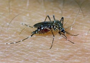 Japanese encephalitis epidemic letfind.me