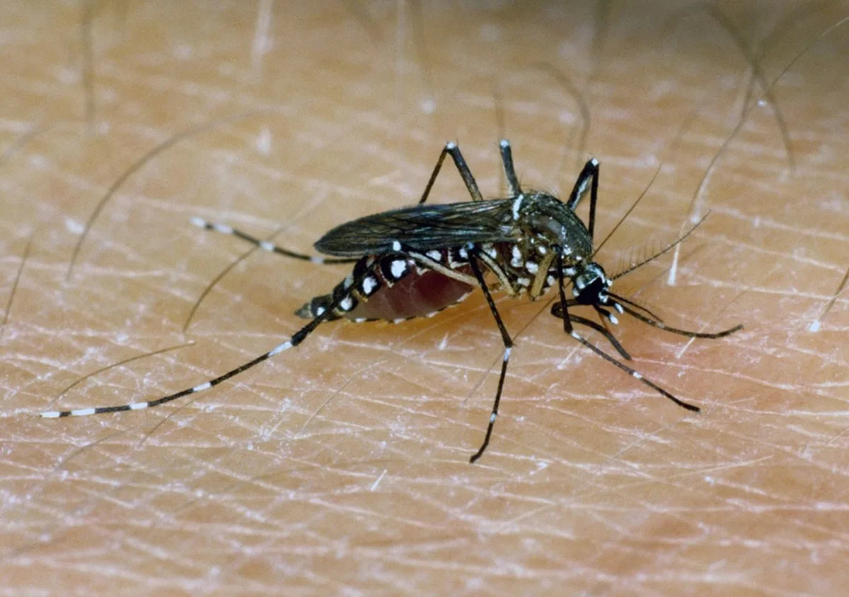 Japanese encephalitis epidemic letfind.me