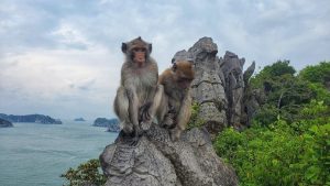 Two macaque monkeys perched on a jagged rock overlooking the sea with rocky islets and green vegetation in the background, looking toward the camera or nearby.