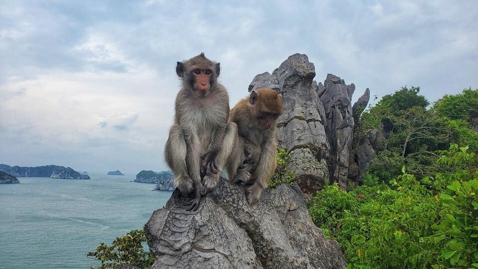 Two macaque monkeys perched on a jagged rock overlooking the sea with rocky islets and green vegetation in the background, looking toward the camera or nearby.