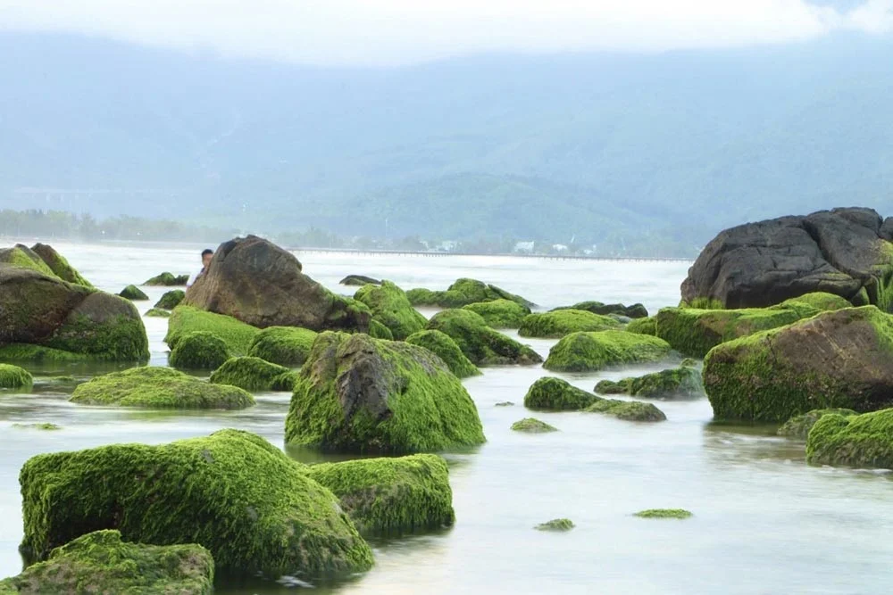Rocky shoreline covered in bright green mossy algae along calm sea with distant hills behind the water surface at the horizon.