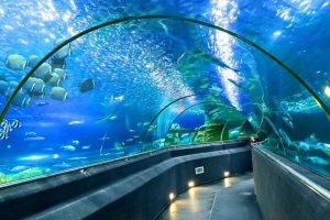 Underwater tunnel in an aquarium with a curved glass ceiling and walls, fish swimming overhead in blue water along a dark walkway with lights at the base.