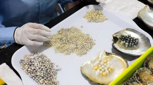 Gloved hand sorting a pile of tiny pearls on a white tray, with oyster shells containing pearls nearby.