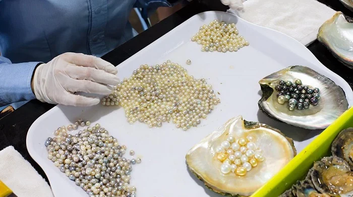 Gloved hand sorting a pile of tiny pearls on a white tray, with oyster shells containing pearls nearby.