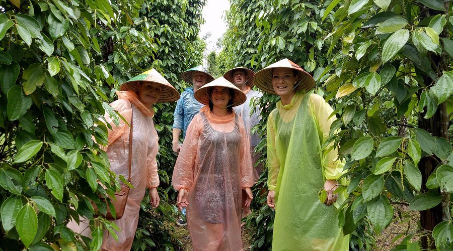 Group of five tourists wearing conical hats and plastic ponchos among dense green tea bushes, posing for a photo in a plantation.
