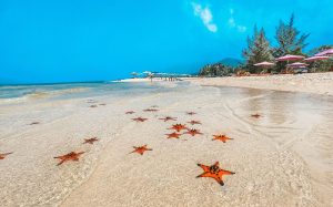 Starfish scattered on wet sand at a sunny tropical beach with blue water and pink umbrellas in the background.