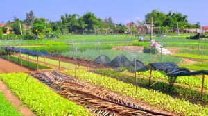 Countryside vegetable farm with neat rows of lettuce and shade nets in a rural area.