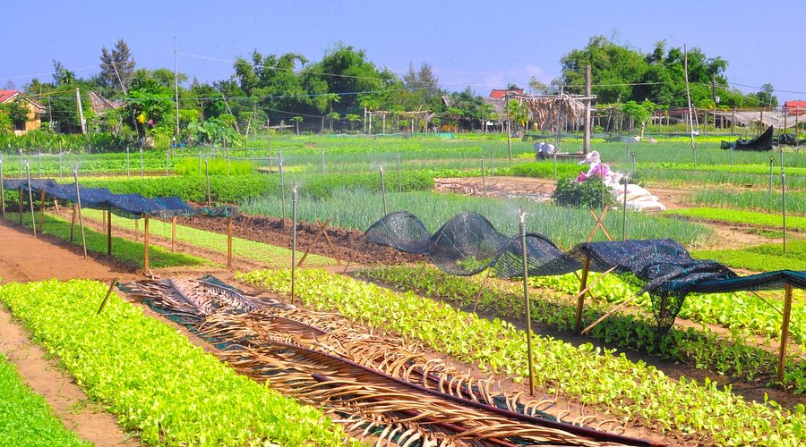 Countryside vegetable farm with neat rows of lettuce and shade nets in a rural area.