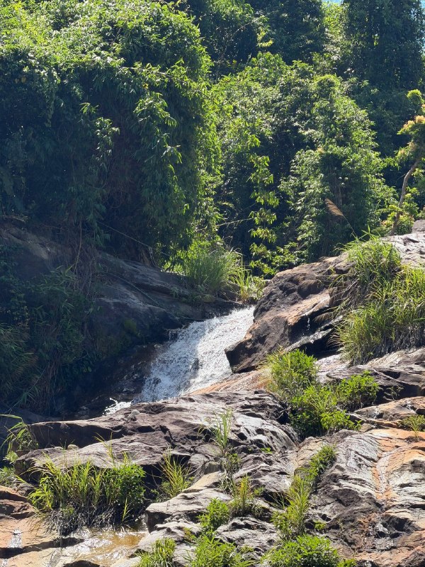 Small waterfall cascading over smooth rocks surrounded by dense green foliage in a forested area.