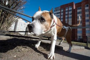 A beagle-type dog on a leash walking on a sidewalk with apartment buildings in the background.
